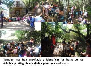 También nos han enseñado a identificar las hojas de los
árboles: puntiagudas ovaladas, perennes, caducas...
 