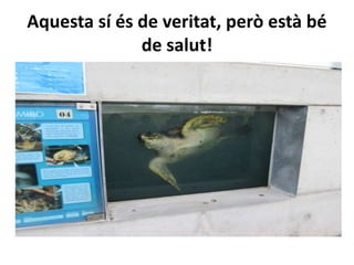 Aquesta sí és de veritat, però està bé
de salut!
 