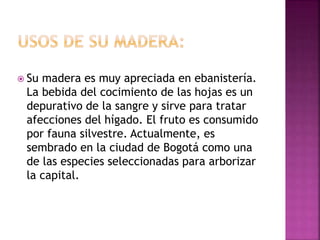  Su madera es muy apreciada en ebanistería.
La bebida del cocimiento de las hojas es un
depurativo de la sangre y sirve para tratar
afecciones del hígado. El fruto es consumido
por fauna silvestre. Actualmente, es
sembrado en la ciudad de Bogotá como una
de las especies seleccionadas para arborizar
la capital.
 