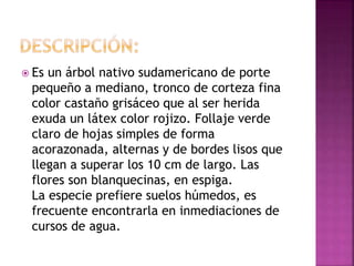  Es un árbol nativo sudamericano de porte
pequeño a mediano, tronco de corteza fina
color castaño grisáceo que al ser herida
exuda un látex color rojizo. Follaje verde
claro de hojas simples de forma
acorazonada, alternas y de bordes lisos que
llegan a superar los 10 cm de largo. Las
flores son blanquecinas, en espiga.
La especie prefiere suelos húmedos, es
frecuente encontrarla en inmediaciones de
cursos de agua.
 
