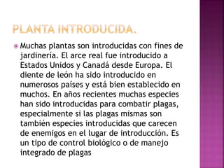  Muchas plantas son introducidas con fines de
jardinería. El arce real fue introducido a
Estados Unidos y Canadá desde Europa. El
diente de león ha sido introducido en
numerosos países y está bien establecido en
muchos. En años recientes muchas especies
han sido introducidas para combatir plagas,
especialmente si las plagas mismas son
también especies introducidas que carecen
de enemigos en el lugar de introducción. Es
un tipo de control biológico o de manejo
integrado de plagas
 