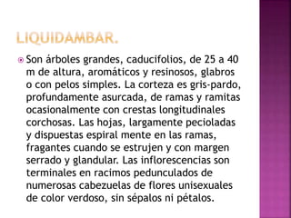 Son árboles grandes, caducifolios, de 25 a 40
m de altura, aromáticos y resinosos, glabros
o con pelos simples. La corteza es gris-pardo,
profundamente asurcada, de ramas y ramitas
ocasionalmente con crestas longitudinales
corchosas. Las hojas, largamente pecioladas
y dispuestas espiral mente en las ramas,
fragantes cuando se estrujen y con margen
serrado y glandular. Las inflorescencias son
terminales en racimos pedunculados de
numerosas cabezuelas de flores unisexuales
de color verdoso, sin sépalos ni pétalos.
 