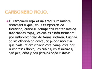  El carbonero rojo es un árbol sumamente
ornamental que, en la temporada de
floración, cubre su follaje con centenares de
manchones rojos, los cuales están formados
por inflorescencias de forma globosa. Cuando
se las observa de cerca, se puede apreciar
que cada inflorescencia está compuesta por
numerosas flores, las cuales, en sí mismas,
son pequeñas y con pétalos poco vistosos
 