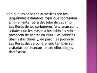  Lo que las hace tan atractivas son los
larguísimos estambres rojos que sobresalen
ampliamente fuera del tubo de cada flor.
Las flores de los carboneros funcionan como
señales que les avisan a los colibríes sobre la
presencia de néctar en ellas. Los colibríes
liban estas flores y, de paso, las polinizan.
Las flores del carbonero rojo también son
visitadas por insectos, entre ellos abejas
domésticas
 