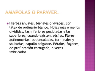  Hierbas anuales, bienales o vivaces, con
látex de ordinario blanco. Hojas más o menos
divididas, las inferiores pecioladas y las
superiores, cuando existen, sésiles. Flores
actinomorfas, pedunculadas, terminales y
solitarias; capullo colgante. Pétalos, fugaces,
de prefloración corrugada, a veces
imbricados.
 