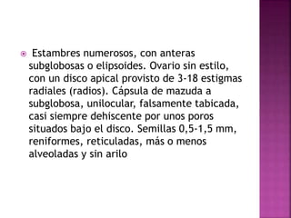  Estambres numerosos, con anteras
subglobosas o elipsoides. Ovario sin estilo,
con un disco apical provisto de 3-18 estigmas
radiales (radios). Cápsula de mazuda a
subglobosa, unilocular, falsamente tabicada,
casi siempre dehiscente por unos poros
situados bajo el disco. Semillas 0,5-1,5 mm,
reniformes, reticuladas, más o menos
alveoladas y sin arilo
 