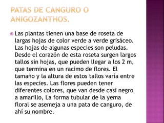  Las plantas tienen una base de roseta de
largas hojas de color verde a verde grisáceo.
Las hojas de algunas especies son peludas.
Desde el corazón de esta roseta surgen largos
tallos sin hojas, que pueden llegar a los 2 m,
que termina en un racimo de flores. El
tamaño y la altura de estos tallos varía entre
las especies. Las flores pueden tener
diferentes colores, que van desde casi negro
a amarillo, La forma tubular de la yema
floral se asemeja a una pata de canguro, de
ahí su nombre.
 