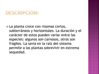  La planta crece con rizomas cortos,
subterráneos y horizontales. La duración y el
carácter de estos pueden variar entre las
especies: algunos son carnosos, otros son
frágiles. La savia en la raíz del sistema
permite a las plantas sobrevivir en extrema
sequedad.
 