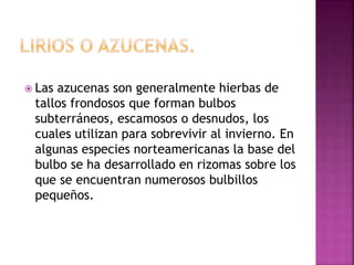  Las azucenas son generalmente hierbas de
tallos frondosos que forman bulbos
subterráneos, escamosos o desnudos, los
cuales utilizan para sobrevivir al invierno. En
algunas especies norteamericanas la base del
bulbo se ha desarrollado en rizomas sobre los
que se encuentran numerosos bulbillos
pequeños.
 