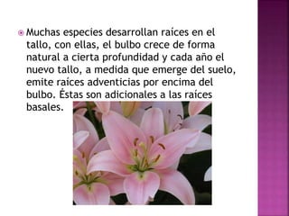  Muchas especies desarrollan raíces en el
tallo, con ellas, el bulbo crece de forma
natural a cierta profundidad y cada año el
nuevo tallo, a medida que emerge del suelo,
emite raíces adventicias por encima del
bulbo. Éstas son adicionales a las raíces
basales.
 