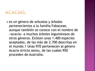  es un género de arbustos y árboles
pertenecientes a la familia Fabaceae,
aunque también se conoce con el nombre de
«acacia» a muchos árboles leguminosos de
otros géneros. Existen unas 1.400 especies
aceptadas, de las más de 2.700 descritas en
el mundo.1 Unas 970 pertenecen al género
Acacia stricto sensu, de las cuales 950
proceden de Australia.
 