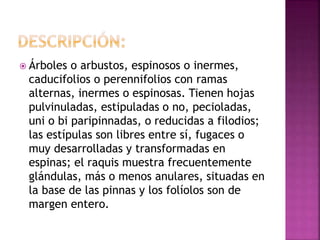  Árboles o arbustos, espinosos o inermes,
caducifolios o perennifolios con ramas
alternas, inermes o espinosas. Tienen hojas
pulvinuladas, estipuladas o no, pecioladas,
uni o bi paripinnadas, o reducidas a filodios;
las estípulas son libres entre sí, fugaces o
muy desarrolladas y transformadas en
espinas; el raquis muestra frecuentemente
glándulas, más o menos anulares, situadas en
la base de las pinnas y los folíolos son de
margen entero.
 