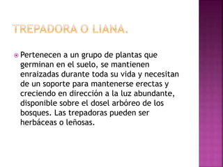  Pertenecen a un grupo de plantas que
germinan en el suelo, se mantienen
enraizadas durante toda su vida y necesitan
de un soporte para mantenerse erectas y
creciendo en dirección a la luz abundante,
disponible sobre el dosel arbóreo de los
bosques. Las trepadoras pueden ser
herbáceas o leñosas.
 