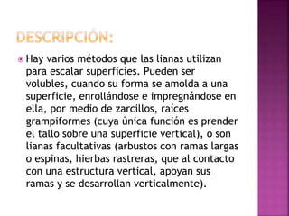  Hay varios métodos que las lianas utilizan
para escalar superficies. Pueden ser
volubles, cuando su forma se amolda a una
superficie, enrollándose e impregnándose en
ella, por medio de zarcillos, raíces
grampiformes (cuya única función es prender
el tallo sobre una superficie vertical), o son
lianas facultativas (arbustos con ramas largas
o espinas, hierbas rastreras, que al contacto
con una estructura vertical, apoyan sus
ramas y se desarrollan verticalmente).
 