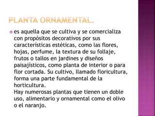  es aquella que se cultiva y se comercializa
con propósitos decorativos por sus
características estéticas, como las flores,
hojas, perfume, la textura de su follaje,
frutos o tallos en jardines y diseños
paisajísticos, como planta de interior o para
flor cortada. Su cultivo, llamado floricultura,
forma una parte fundamental de la
horticultura.
Hay numerosas plantas que tienen un doble
uso, alimentario y ornamental como el olivo
o el naranjo.
 