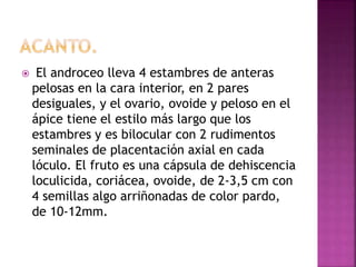  El androceo lleva 4 estambres de anteras
pelosas en la cara interior, en 2 pares
desiguales, y el ovario, ovoide y peloso en el
ápice tiene el estilo más largo que los
estambres y es bilocular con 2 rudimentos
seminales de placentación axial en cada
lóculo. El fruto es una cápsula de dehiscencia
loculicida, coriácea, ovoide, de 2-3,5 cm con
4 semillas algo arriñonadas de color pardo,
de 10-12mm.
 