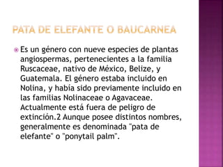  Es un género con nueve especies de plantas
angiospermas, pertenecientes a la familia
Ruscaceae, nativo de México, Belize, y
Guatemala. El género estaba incluido en
Nolina, y había sido previamente incluido en
las familias Nolinaceae o Agavaceae.
Actualmente está fuera de peligro de
extinción.2 Aunque posee distintos nombres,
generalmente es denominada "pata de
elefante" o "ponytail palm".
 