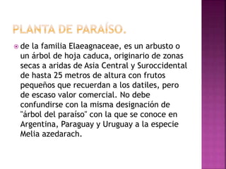  de la familia Elaeagnaceae, es un arbusto o
un árbol de hoja caduca, originario de zonas
secas a aridas de Asia Central y Suroccidental
de hasta 25 metros de altura con frutos
pequeños que recuerdan a los datiles, pero
de escaso valor comercial. No debe
confundirse con la misma designación de
"árbol del paraíso" con la que se conoce en
Argentina, Paraguay y Uruguay a la especie
Melia azedarach.
 