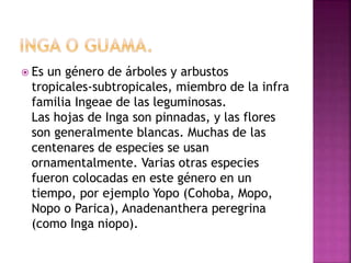  Es un género de árboles y arbustos
tropicales-subtropicales, miembro de la infra
familia Ingeae de las leguminosas.
Las hojas de Inga son pinnadas, y las flores
son generalmente blancas. Muchas de las
centenares de especies se usan
ornamentalmente. Varias otras especies
fueron colocadas en este género en un
tiempo, por ejemplo Yopo (Cohoba, Mopo,
Nopo o Parica), Anadenanthera peregrina
(como Inga niopo).
 