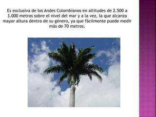 Es exclusiva de los Andes Colombianos en altitudes de 2.500 a
3.000 metros sobre el nivel del mar y a la vez, la que alcanza
mayor altura dentro de su género, ya que fácilmente puede medir
más de 70 metros.
 