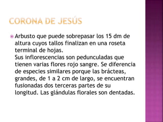  Arbusto que puede sobrepasar los 15 dm de
altura cuyos tallos finalizan en una roseta
terminal de hojas.
Sus inflorescencias son pedunculadas que
tienen varias flores rojo sangre. Se diferencia
de especies similares porque las brácteas,
grandes, de 1 a 2 cm de largo, se encuentran
fusionadas dos terceras partes de su
longitud. Las glándulas florales son dentadas.
 