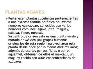  Pertenecen plantas suculentas pertenecientes
a una extensa familia botánica del mismo
nombre: Agavaceae, conocidas con varios
nombres comunes: agave, pita, maguey,
cabuya, fique, mezcal.
Su centro de origen está es una planta verde y
morada en México (los grupos humanos
originarios de esta región aprovecharon esta
planta desde hace por lo menos diez mil años;
además de usarlos por sus fibras o por el
aguamiel, obtenían de ellos el mexcalli, un
maguey cocido con altas concentraciones de
azúcares.
 