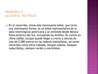  En el recorrido, vimos este interesante árbol, que tenía
una interesante forma; es un árbol representativo de la
zona intertropical americana y se extiende desde México
hasta América del Sur, incluyendo las Antillas. Es común en
clima cálido, aunque puede llegar a crecer a alturas de
más de 2.000 metros en las laderas montañosas, en zonas
conocidas como selva nublada, bosque nuboso, bosques
caducifolios, siempre verdes y morichales.
 