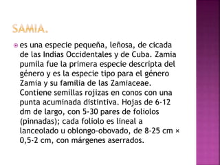  es una especie pequeña, leñosa, de cicada
de las Indias Occidentales y de Cuba. Zamia
pumila fue la primera especie descripta del
género y es la especie tipo para el género
Zamia y su familia de las Zamiaceae.
Contiene semillas rojizas en conos con una
punta acuminada distintiva. Hojas de 6-12
dm de largo, con 5-30 pares de foliolos
(pinnadas); cada foliolo es lineal a
lanceolado u oblongo-obovado, de 8-25 cm ×
0,5-2 cm, con márgenes aserrados.
 