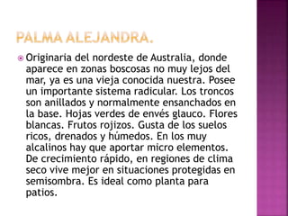  Originaria del nordeste de Australia, donde
aparece en zonas boscosas no muy lejos del
mar, ya es una vieja conocida nuestra. Posee
un importante sistema radicular. Los troncos
son anillados y normalmente ensanchados en
la base. Hojas verdes de envés glauco. Flores
blancas. Frutos rojizos. Gusta de los suelos
ricos, drenados y húmedos. En los muy
alcalinos hay que aportar micro elementos.
De crecimiento rápido, en regiones de clima
seco vive mejor en situaciones protegidas en
semisombra. Es ideal como planta para
patios.
 