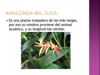  Es una planta trepadora de las más largas,
por eso su nombre proviene del animal
acuático, y su longitud tan similar.
 