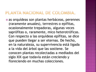  as orquídeas son plantas herbáceas, perennes
(raramente anuales), terrestres o epífitas,
ocasionalmente trepadoras, algunas veces
saprófitas o, raramente, mico heterotróficas.
Con respecto a las orquídeas epífitas, se dice
que pueden llegar a ser eternas. De hecho,
en la naturaleza, su supervivencia está ligada
a la vida del árbol que las sostiene. Se
conocen plantas recolectadas a mediados del
siglo XIX que todavía están creciendo y
floreciendo en muchas colecciones.
 