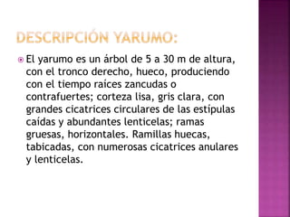  El yarumo es un árbol de 5 a 30 m de altura,
con el tronco derecho, hueco, produciendo
con el tiempo raíces zancudas o
contrafuertes; corteza lisa, gris clara, con
grandes cicatrices circulares de las estípulas
caídas y abundantes lenticelas; ramas
gruesas, horizontales. Ramillas huecas,
tabicadas, con numerosas cicatrices anulares
y lenticelas.
 