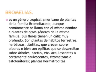  es un género tropical americano de plantas
de la familia Bromeliaceae, aunque
comúnmente se llama con el mismo nombre
a plantas de otros géneros de la misma
familia. Sus flores tienen un cáliz muy
profundo. Son plantas de hábitos terrestres,
herbáceas, litófitas, que crecen sobre
piedras o bien son epífitas que se desarrollan
sobre árboles, cactus, etc. acaulescentes a
cortamente caulescentes, rizomatosas o
estoloníferas; plantas hermafroditas
 