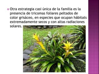  Otra estrategia casi única de la familia es la
presencia de tricomas foliares peltados de
color grisáceo, en especies que ocupan hábitats
extremadamente secos y con altas radiaciones
solares.
 