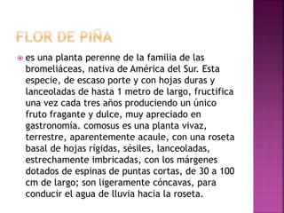  es una planta perenne de la familia de las
bromeliáceas, nativa de América del Sur. Esta
especie, de escaso porte y con hojas duras y
lanceoladas de hasta 1 metro de largo, fructifica
una vez cada tres años produciendo un único
fruto fragante y dulce, muy apreciado en
gastronomía. comosus es una planta vivaz,
terrestre, aparentemente acaule, con una roseta
basal de hojas rígidas, sésiles, lanceoladas,
estrechamente imbricadas, con los márgenes
dotados de espinas de puntas cortas, de 30 a 100
cm de largo; son ligeramente cóncavas, para
conducir el agua de lluvia hacia la roseta.
 