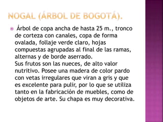  Árbol de copa ancha de hasta 25 m., tronco
de corteza con canales, copa de forma
ovalada, follaje verde claro, hojas
compuestas agrupadas al final de las ramas,
alternas y de borde aserrado.
Sus frutos son las nueces, de alto valor
nutritivo. Posee una madera de color pardo
con vetas irregulares que viran a gris y que
es excelente para pulir, por lo que se utiliza
tanto en la fabricación de muebles, como de
objetos de arte. Su chapa es muy decorativa.
 