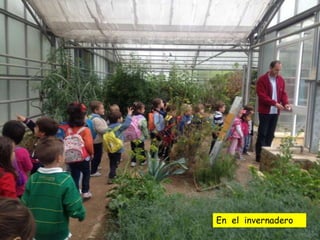 En el invernadero
 