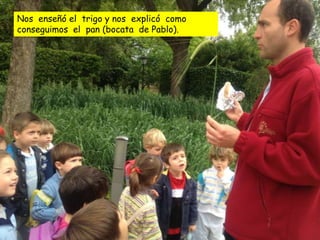 Nos enseñó el trigo y nos explicó como
conseguimos el pan (bocata de Pablo).
 