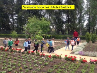 Caminando hacía los árboles frutales.
 