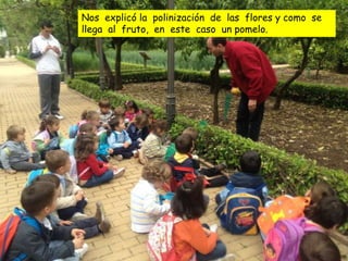 Nos explicó la polinización de las flores y como se
llega al fruto, en este caso un pomelo.
 