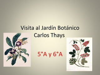Visita al Jardín Botánico
Carlos Thays
5°A y 6°A
 