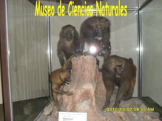 En el Museo Museo de Ciencias Naturales 