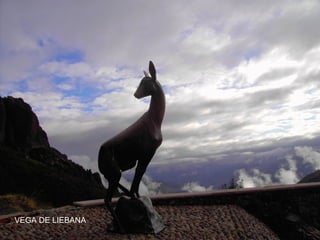 VEGA DE LIEBANA

 