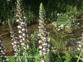 FLORA Y FAUNA EN LA MONTAÑA

 