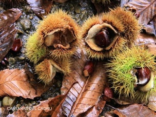 CASTAÑAS DEL CAORU

 
