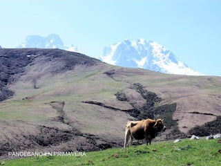 PANDEBANO EN PRIMAVERA

 
