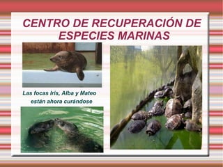 CENTRO DE RECUPERACIÓN DE
ESPECIES MARINAS
Las focas Iris, Alba y Mateo
están ahora curándose
 