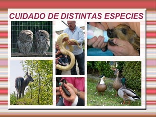 CUIDADO DE DISTINTAS ESPECIES
 