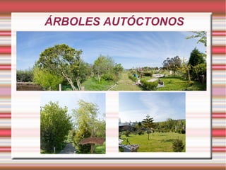 ÁRBOLES AUTÓCTONOS
 