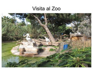 Visita al Zoo
 